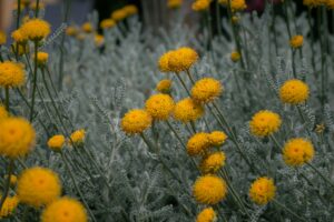 Such a lovely, well-behaved plant! Photo by Pascal Bullan on Unsplash.