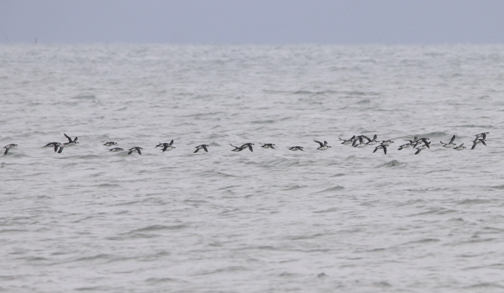 Enormous Alcid flight along the New Jersey coast! – Beyond the Field Guide